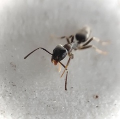 Tapinoma sessile