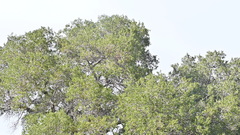 Quercus agrifolia oxyadenia