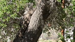 Quercus agrifolia oxyadenia