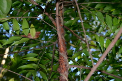 Xylopia brasiliensis