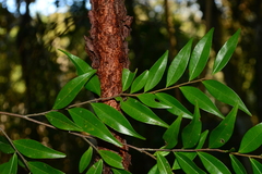 Xylopia brasiliensis