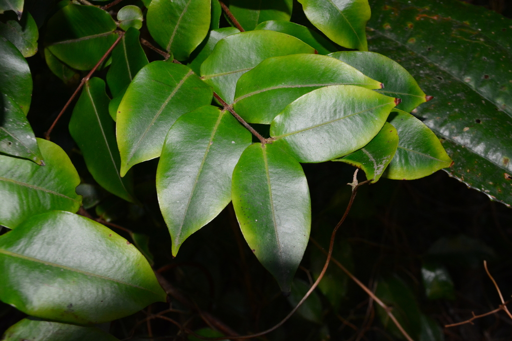 Neomitranthes