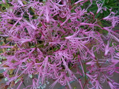Nerine filifolia