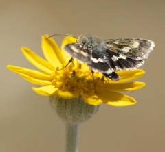Heliothodes diminutiva