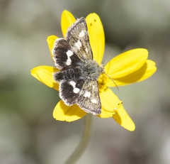 Heliothodes diminutiva