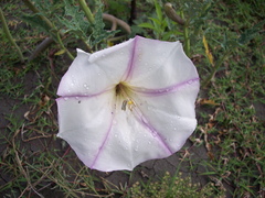Datura ceratocaula