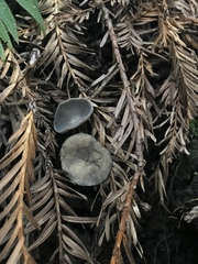 Pseudoplectania nigrella