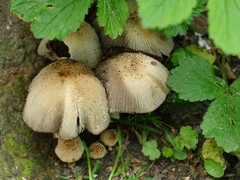 Coprinellus micaceus