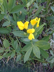 Thermopsis