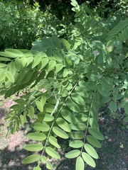 Robinia pseudoacacia