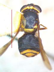 Image of Hoplitimyia mutabilis