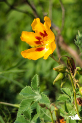 Cochlospermum wrightii