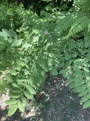 Robinia pseudoacacia
