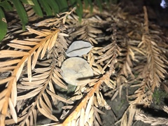 Pseudoplectania nigrella