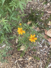 Tagetes lemmonii