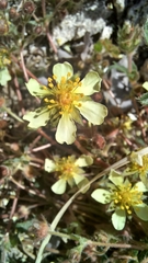 Potentilla subviscosa