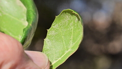 Quercus agrifolia oxyadenia