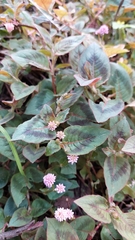 Persicaria capitata