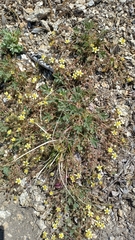 Potentilla subviscosa