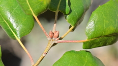 Quercus agrifolia oxyadenia
