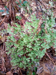 Adiantum andicola