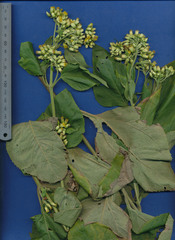 Schistocarpha eupatorioides