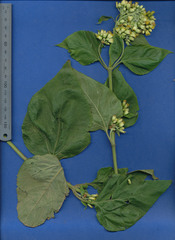 Schistocarpha eupatorioides