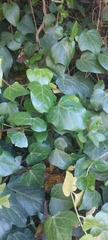 Hedera