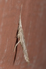 Ypsolopha mucronella