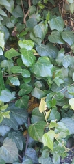 Hedera
