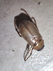 Scarabaeidae
