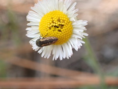 Acmaeodera neoneglecta