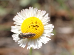 Acmaeodera neoneglecta