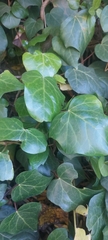 Hedera