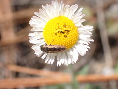 Acmaeodera neoneglecta