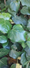 Hedera
