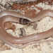 Florida Crowned Snake - Photo (c) Todd Pierson, some rights reserved (CC BY-NC-SA)