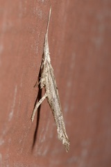 Ypsolopha mucronella