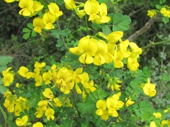Hippocrepis emerus emeroides