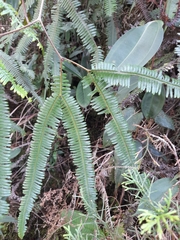 Sticherus rubiginosus