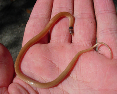 Florida Crowned Snake photo 3
