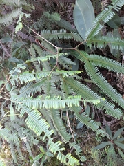 Sticherus rubiginosus