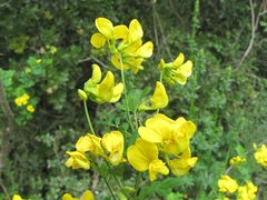 Hippocrepis emerus emeroides