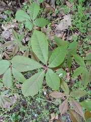 Aesculus hippocastanum