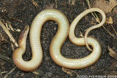 Pine Woods Littersnake photo 2