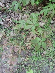 Aesculus hippocastanum