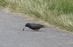 Sturnus vulgaris