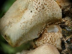 Coprinellus micaceus