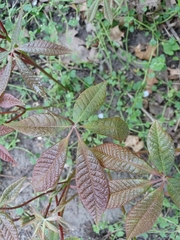 Aesculus hippocastanum