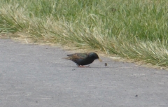 Sturnus vulgaris